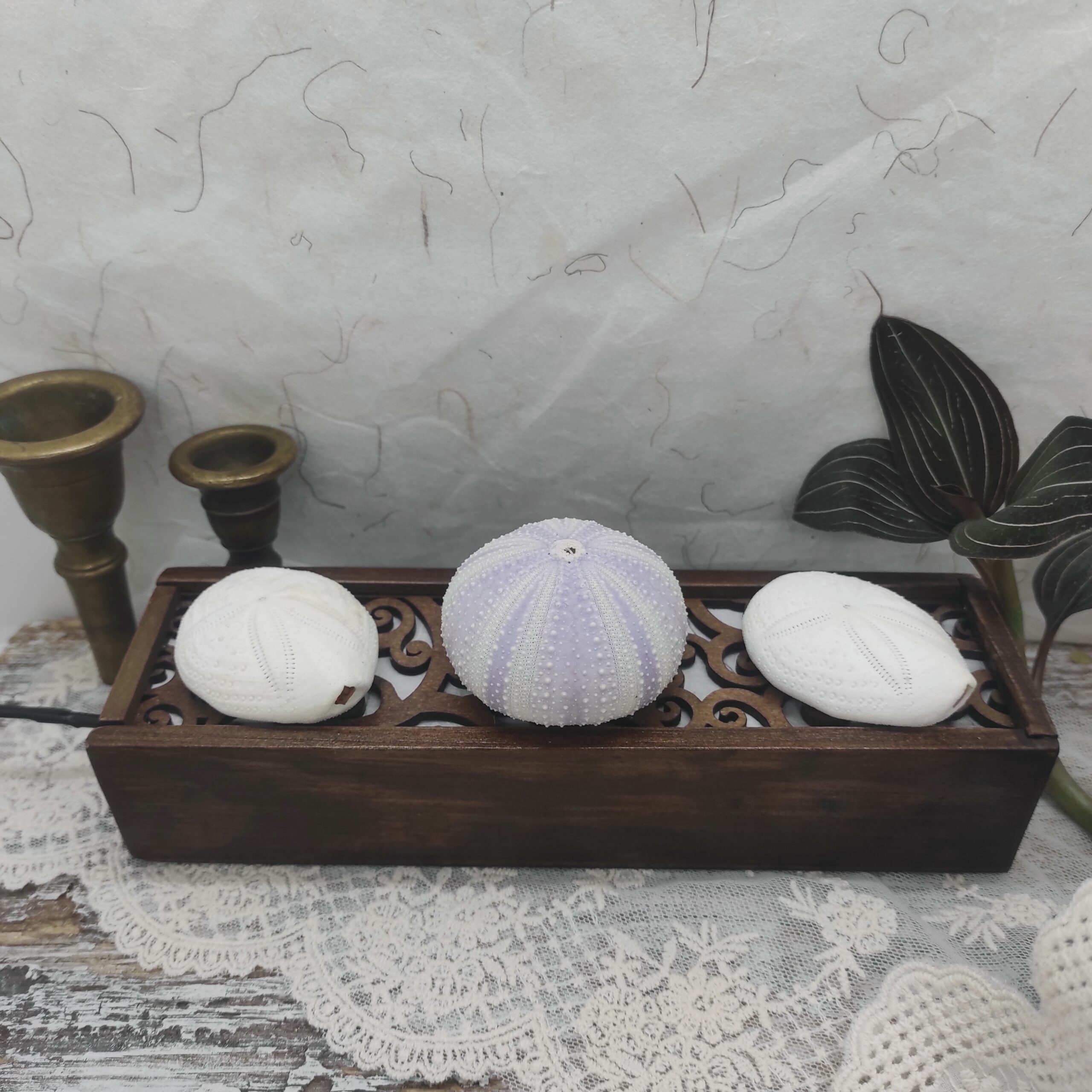 Photo globale d'une lampe de bois et de coquilles d'oursins éteinte