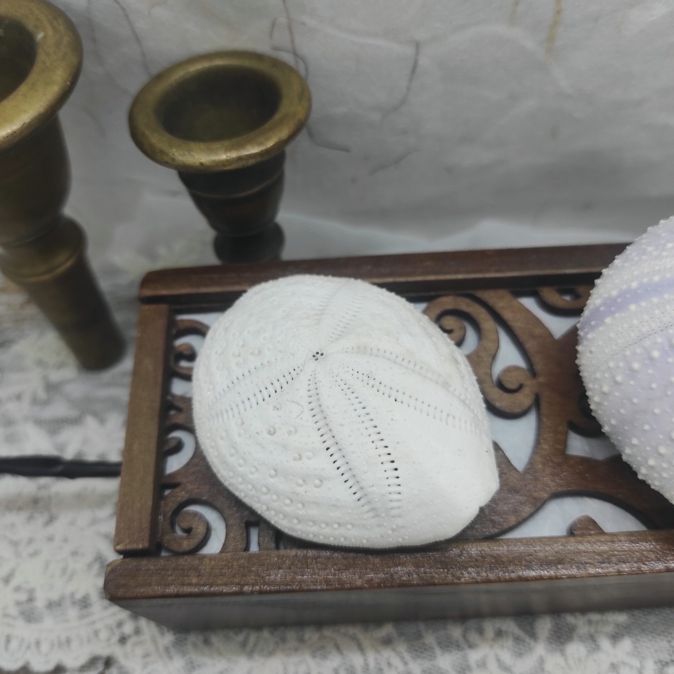 Photo détaillée d'une coquille d'oursin blanc sur une lampe style cabinet de curiosités