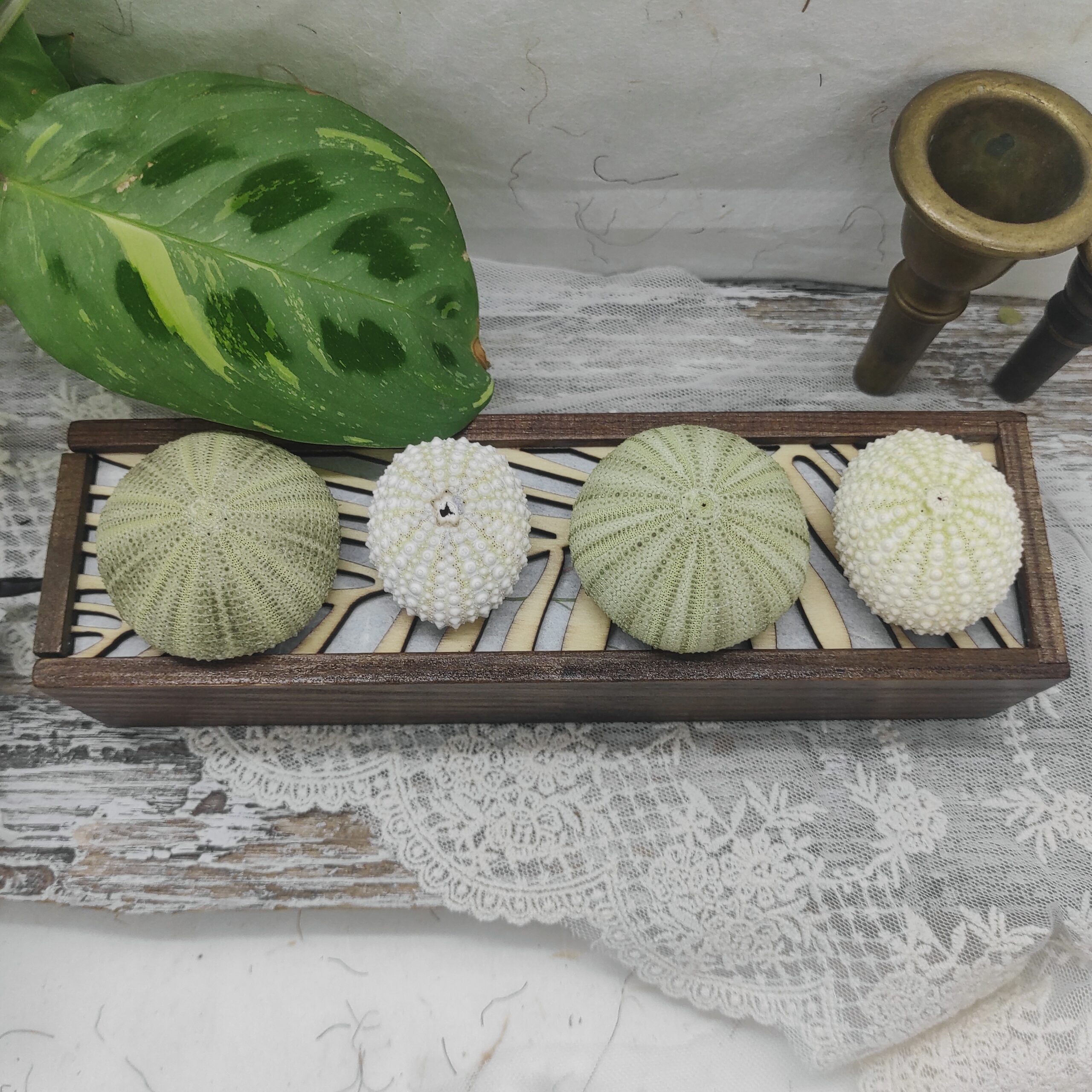 Image du dessus d'une lampe de quatre oursins collés sur une base de bois laqué