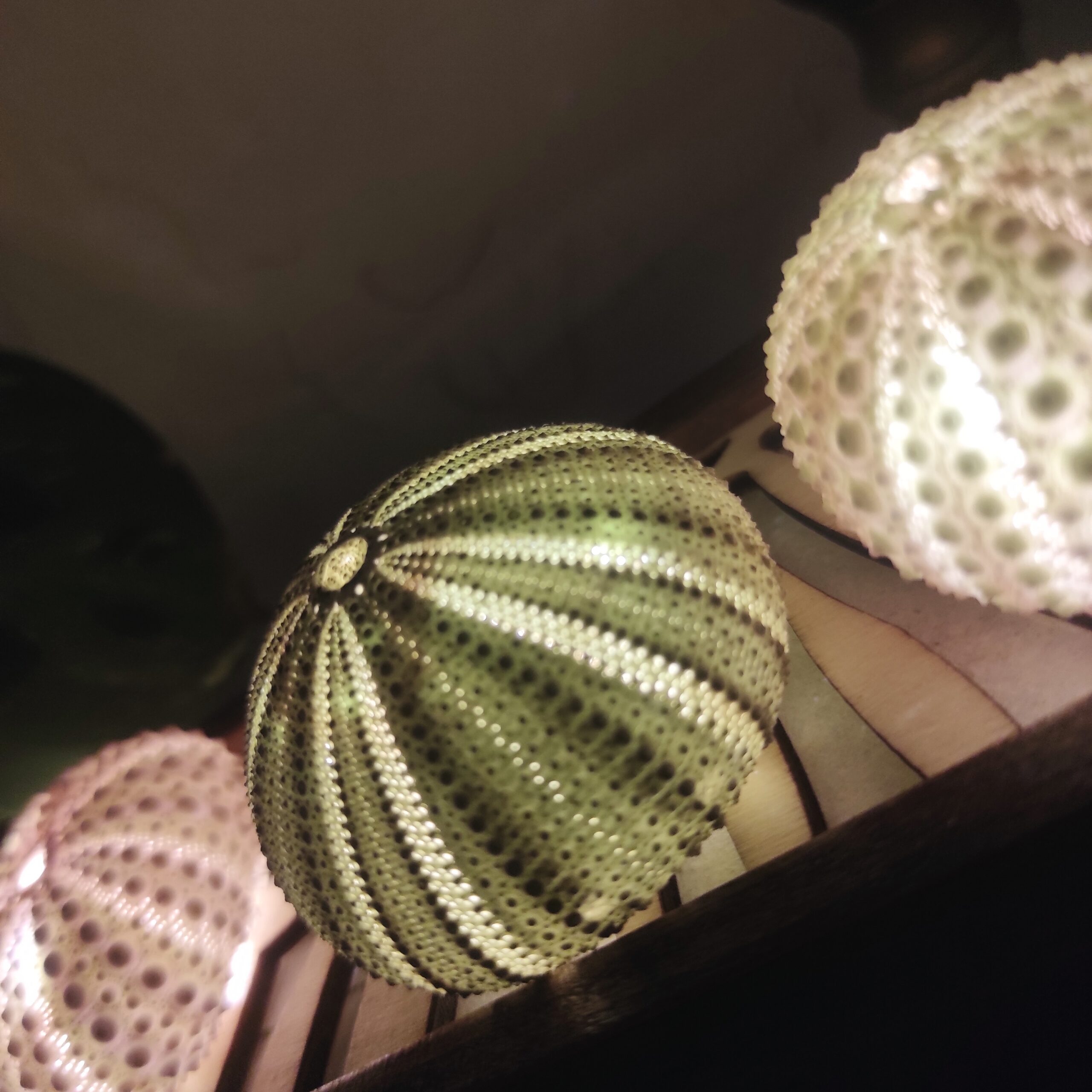 Photo close-up de tests d'oursins allumés par une lampe asiatique