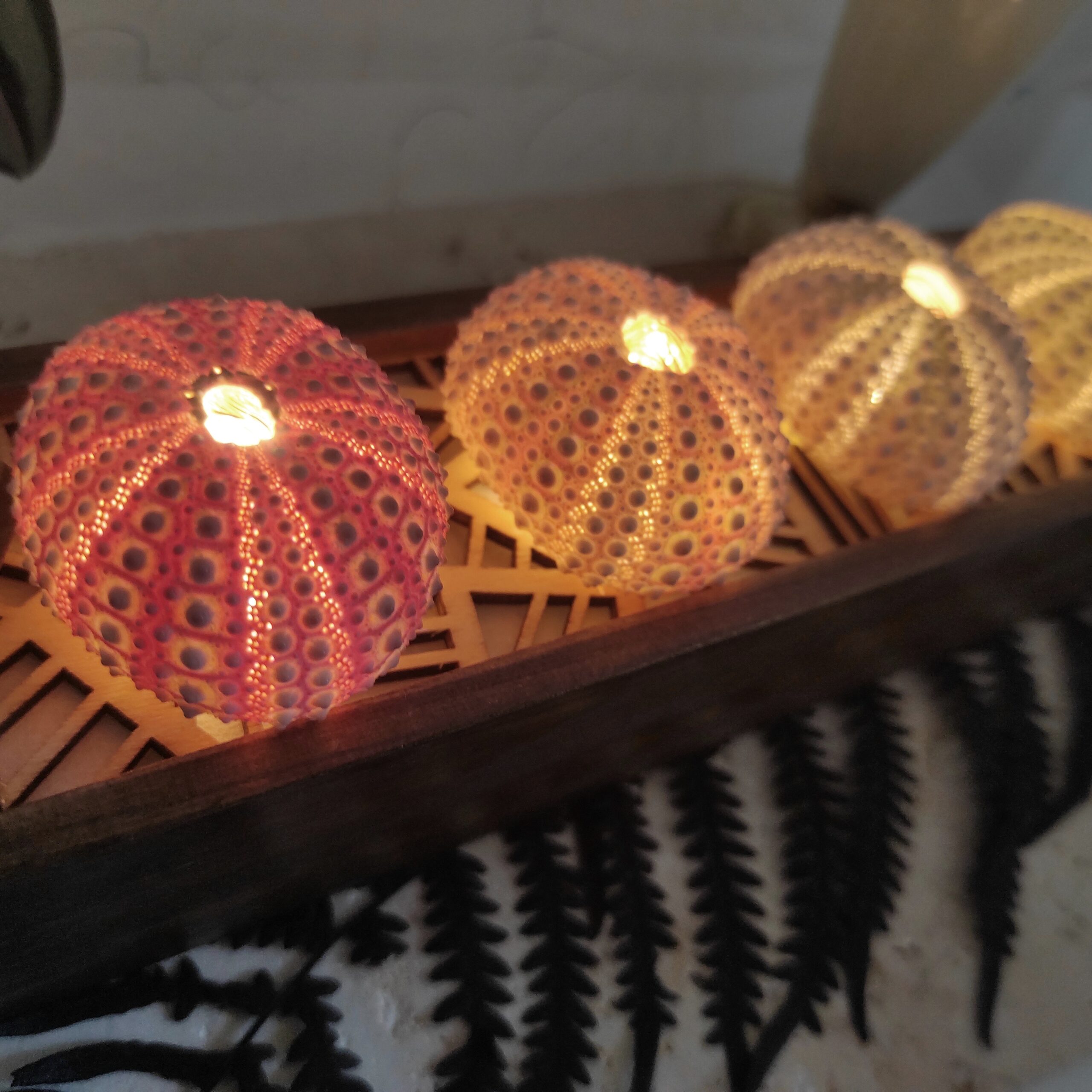 Photo close-up de tests d'oursins allumés par des lampes LEDs et collés sur une boîte en bois