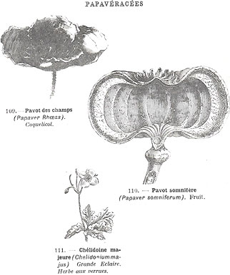illustration vintage d'un grain d'opium
