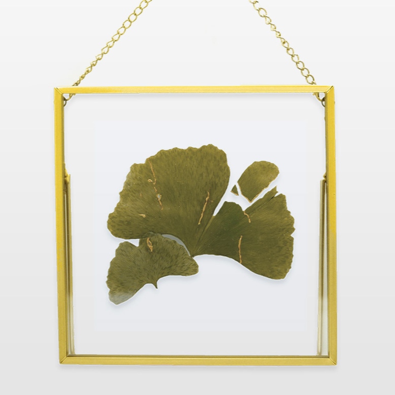 Photographie d'un herbier fait de feuilles de gingko japonais et de kintsugi.