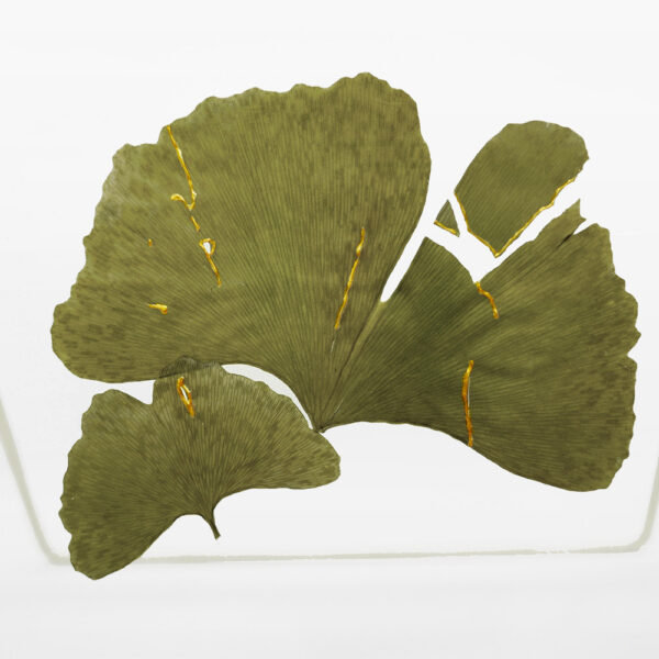 Photo détaillées de feuilles de ginkgo biloba séchées sur lesquelles sont dessinées du kintsugi