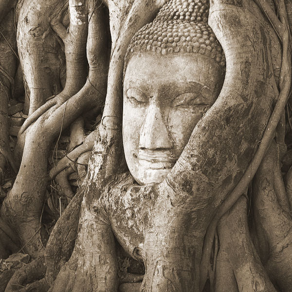 Photo d'un bouddha pris dans des racines d'arbre